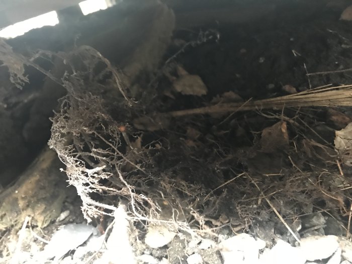 Bjälklagsbild visar potentiellt mögel och förfall under ett fritidshus, fokus på vita fläckar.