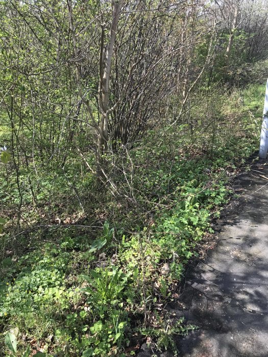 Obebyggd tomt med små träd och buskar längs en trottoarkant som sluttar svagt.