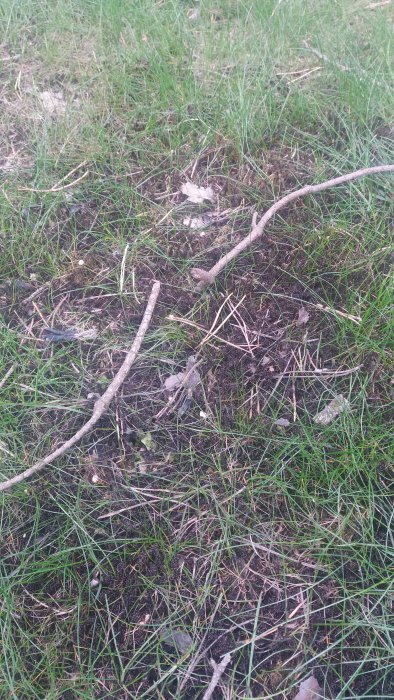 Gräsyta med svarta fläckar av behandlad mossa och löv blandat med grön vegetation.