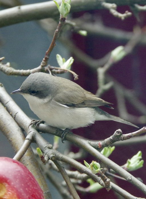 Ärtsångare sittande på grenar intill röda äpplen, omgiven av grönskande knoppar.
