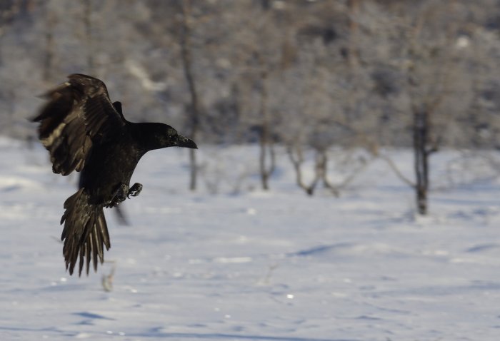 Korp i flykt över vinterlandskap med snötäckt mark och lövträd i bakgrunden.