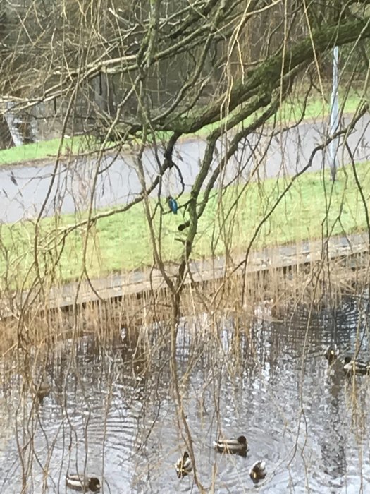 Kungsfiskare på gren framför ett vatten med ankor, foto taget genom fönster.