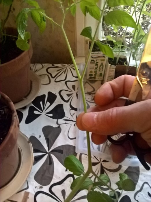 Hand klipper en tomatplanta med sax för att omplantera och rotas igen.