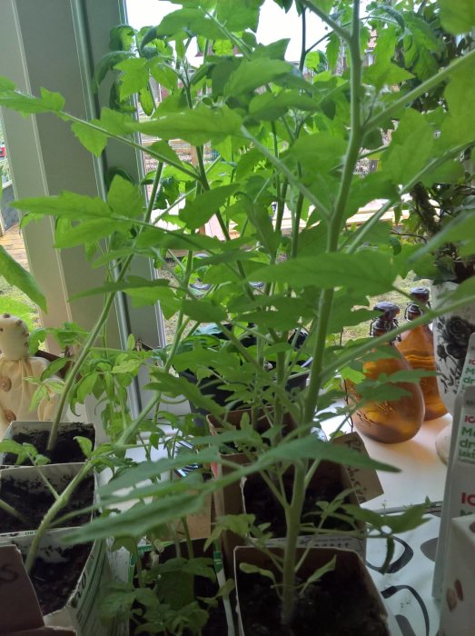 Rangliga tomatplantor med nyskott och rotsystem i små krukor framför ett fönster.