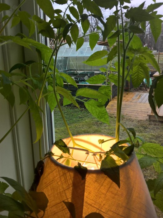 Tomatplantor som vuxit sig rangliga och skadats av en lampa, med utsikt över en trädgård och växthus.