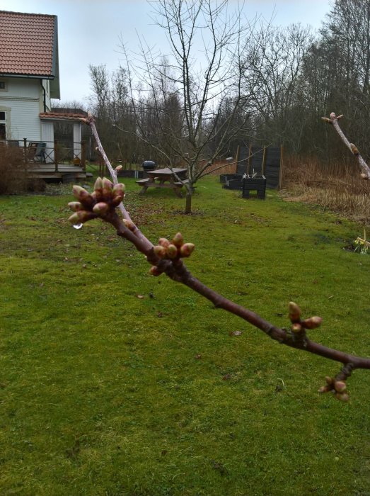 Knoppar på gren i förgrunden med en blöt trädgård, odlingslådor och ett hus i bakgrunden.