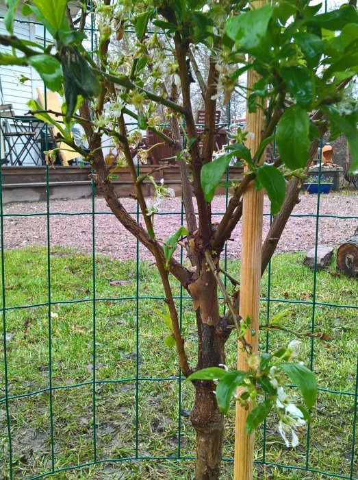 Ungt träd med blomning i en trädgård med staket och gräsplan, i bakgrunden syns en altan och hus.