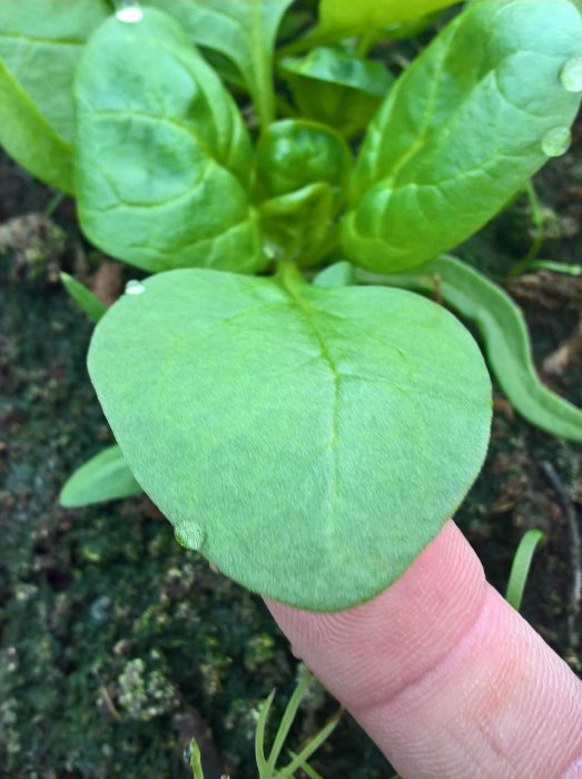 Närbild av ett spenatblad vilar på fingertoppen med unga plantor i bakgrunden.