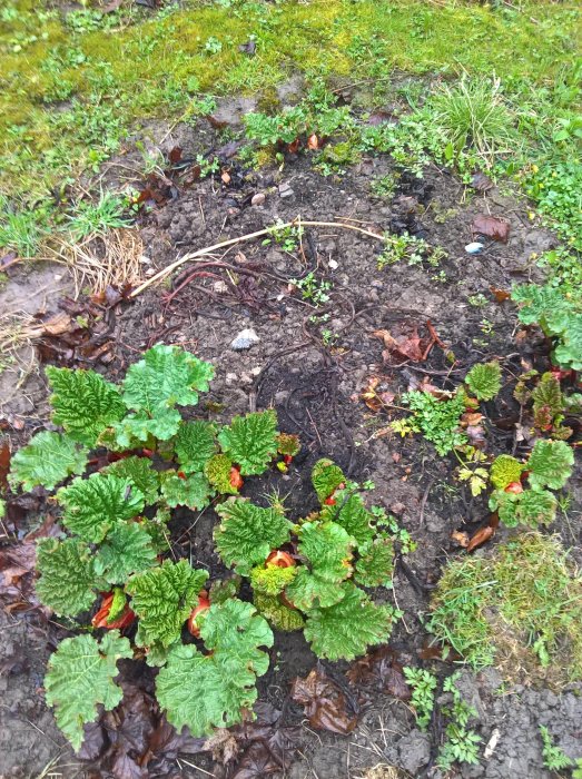 Odling av rabarber och småväxter i en fuktig trädgårdsbädd efter regn.