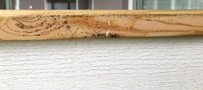 Trä med svarta prickar mot en vit texturerad väggyta som kan föreslå mögelpåväxt.