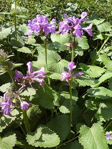 blomma.jpg