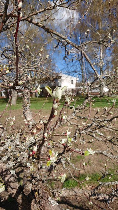 Träd med knoppande grenar framför ett hus som antyds vara ett äppleträd.