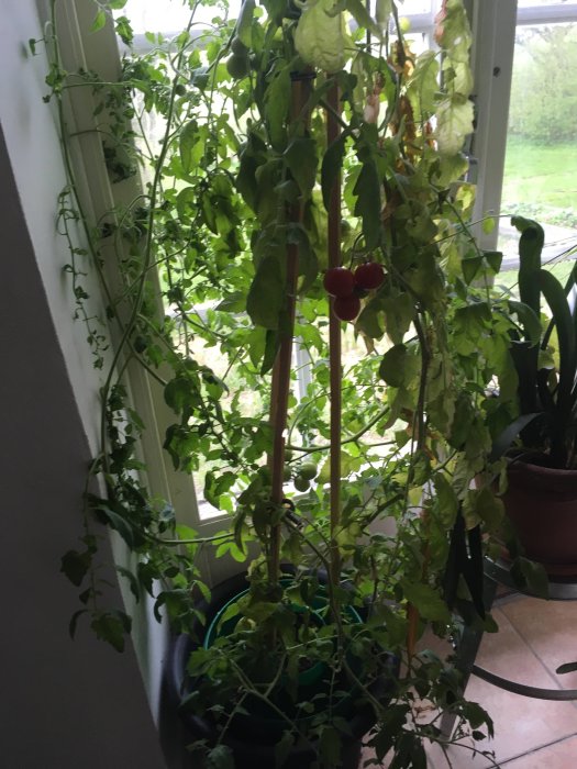 Overvintrad tomatplanta i kruka vid fönster med mogna tomater och grönt bladverk.