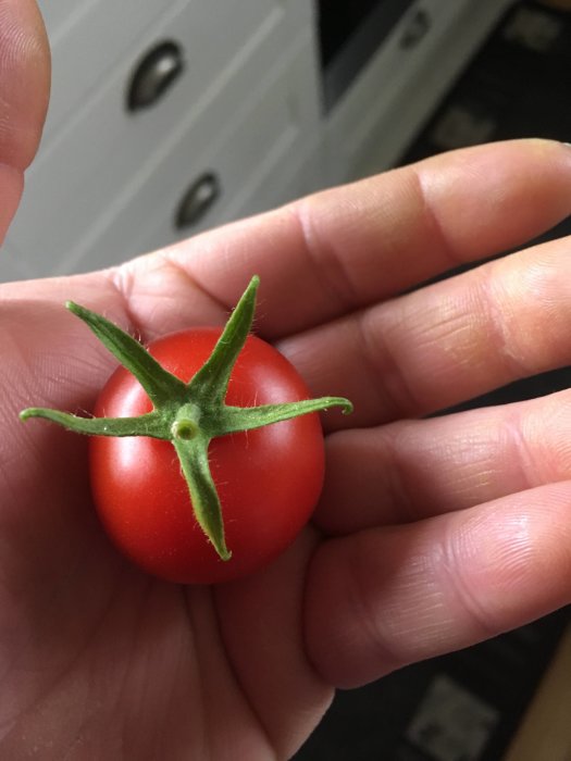 Mogen tomat i handen redo för provsmakning, med tydliga gröna bladstjälkar.