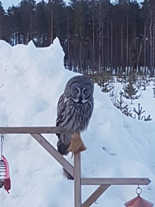 Ugglan sitter på fågelpinn med en snötäckt skogsbakgrund.