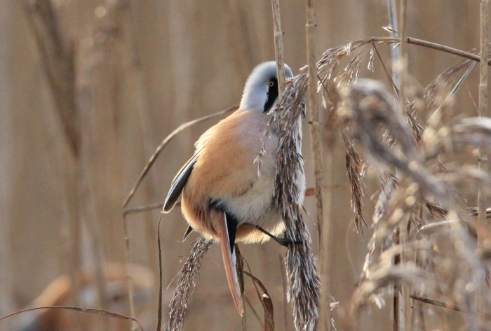 En bearded tit (skäggmes) som sitter på ett vassstrå med suddig bakgrund.