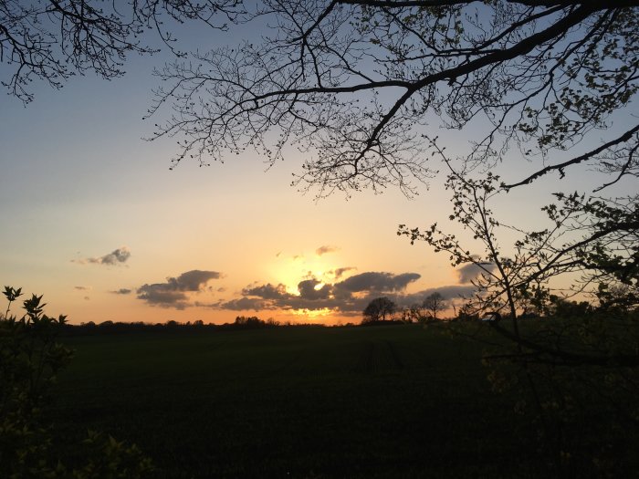 Dramatisk solnedgång med silhuetter av grenar och blad mot en orangefärgad himmel över Skånes landskap.