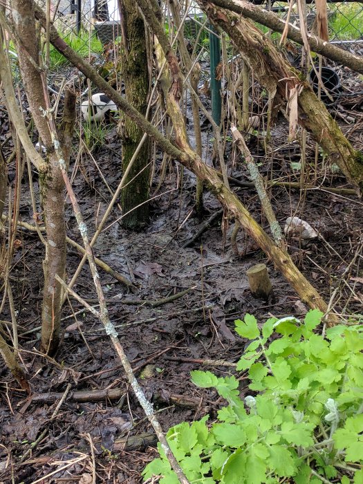 Bild på en sumpig mark i en skog med döda grenar och en del gröna blad i förgrunden.