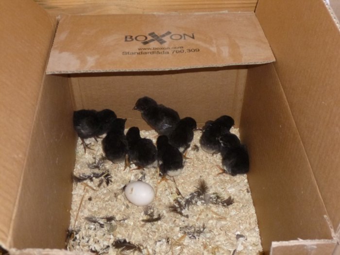 Åtta nykläckta kycklingar i en pappkartong med spån och ett oäcklat ägg.