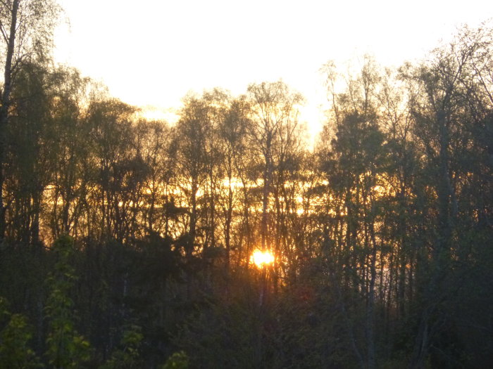 Solnedgång kl 20:44 med silhuetter av träd mot en glödande himmel efter en vårdag.