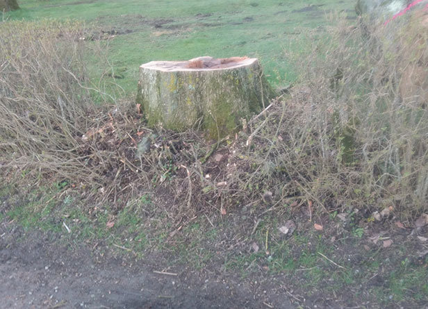 En stubbe i en häck med ett gap efter borttaget träd, omgiven av grenar och löv.