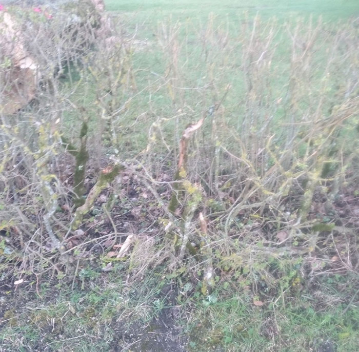 Häck med stort gap efter borttaget träd, visar stubbe och återstående förgrenade buskar.