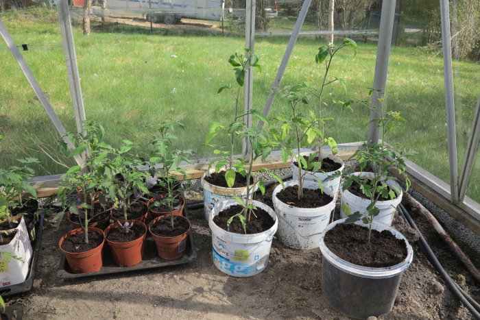 Tomatplantor och andra växter i krukor och hinkar inomhus i ett växthus.