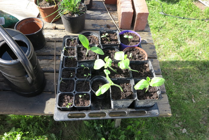 Plantkrukor med unga plantor av gurka, squash och andra grönsaker på ett gammalt träbord i soligt utomhusmiljö.