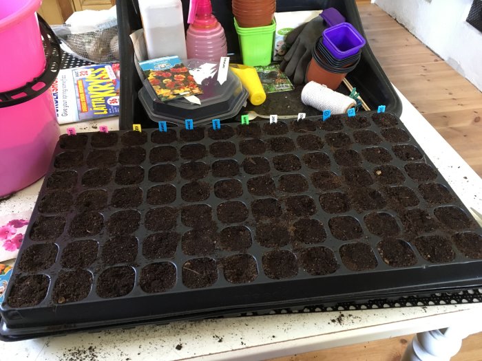 Frösåddstråg med jord och etiketter för krasse, solrosor, malva, slingerkrasse, luktärt och flox.