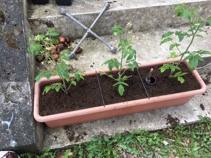 Tre Tiny Tim-tomater planterade i en självbevattnande balkonglåda på stentrapp.