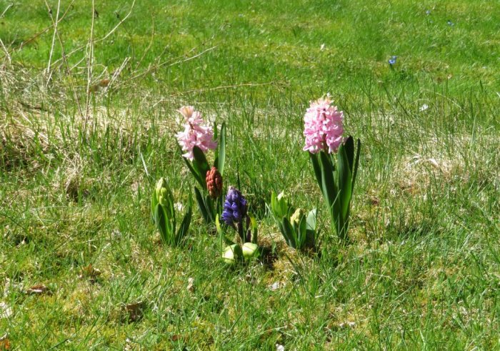 Vårhyacinter och påskliljor i blomning i en solig gräsmatta med blå inslag.