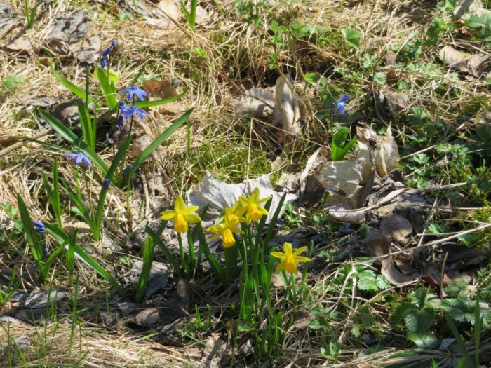 Vårhyacinter och påskliljor i ett soligt fält med torrt gräs och små blåa blommor.