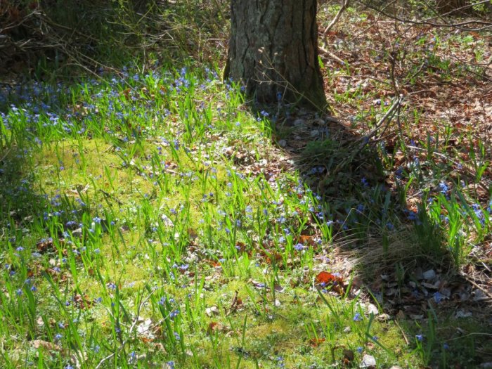 Lummig glänta med vårhyacinter och påskliljor bland grönt gräs och blåa blommor.