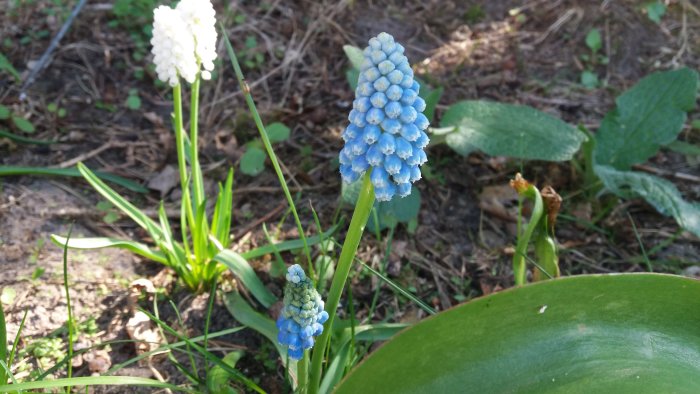 Vita och blåa pärlhyacinter som blommar bland gröna blad på våren.