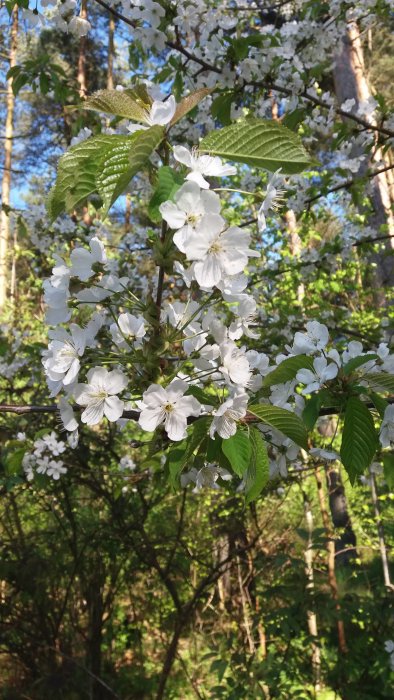 Vita blommor på grenar med gröna blad i skogsmiljö under dagsljus.