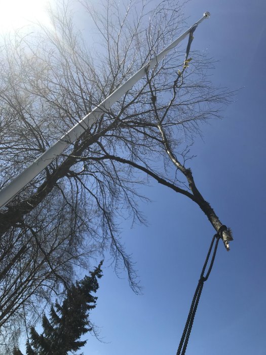 Flaggvimpel fastnad i trädgren med flaggstång och rep synliga mot en klarblå himmel.