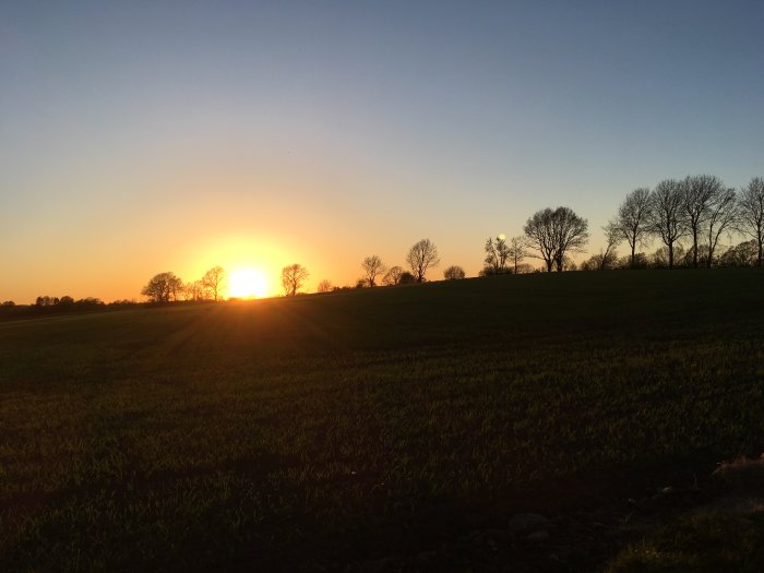 Solnedgång över ett grönt fält i Skåne med trädens silhuetter mot himlen.