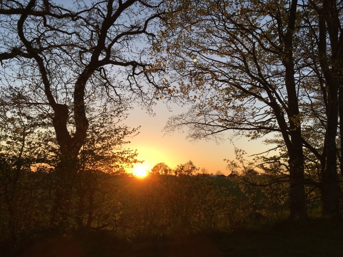 Solnedgång mellan träd i Skåne med orange och gyllene himmel.