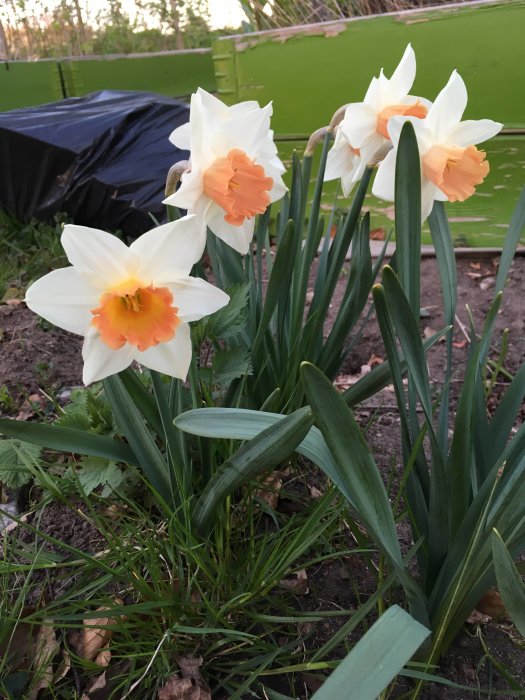 Vita och aprikosfärgade narcissblommor i förgrunden med grön bakgrund och svart plast.