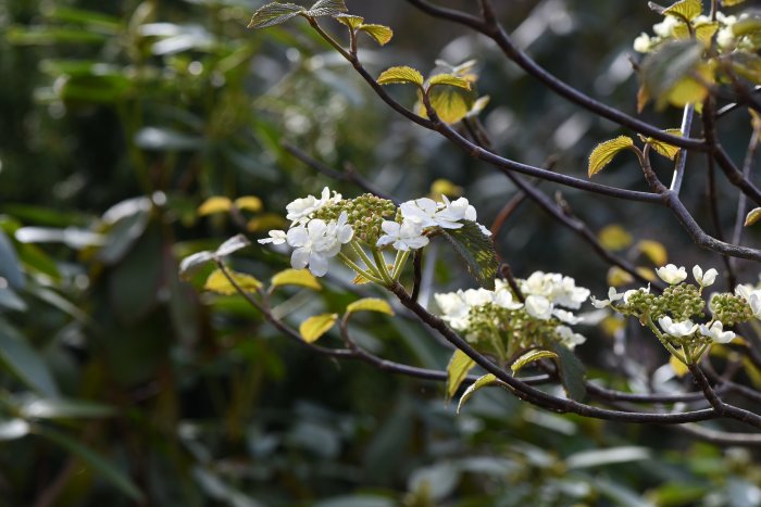 Vitblommande japanskt gaffelolvon (Viburnum furcatum) mot suddig grönska.