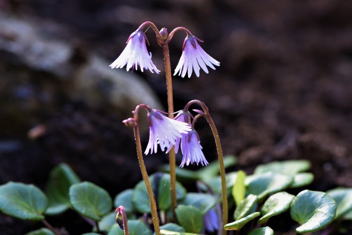 Närbild av trädgårdsalpklockor 'Soldanella pusilla x carpa Spring Symphony', lila och vita blommande växter.