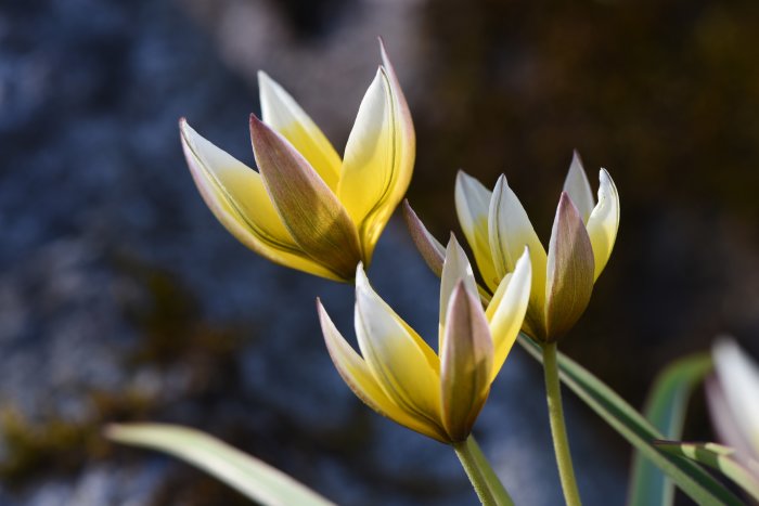 Närbild av Tulipa tarda, botanisk tulpan, med gula och vita kronblad i blom.