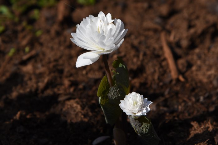 Blodört (Sanguinaria canadensis) med vita blommor och mönstrade blad i jord.