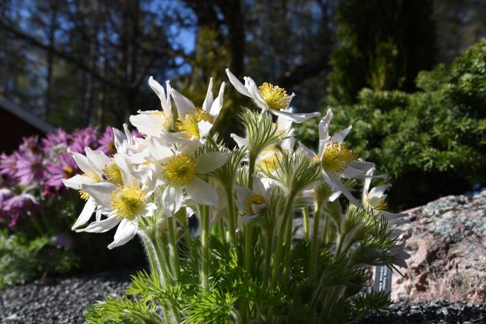 Vit blommande trädgårdsalpklocka i närbild med suddig bakgrund av andra växter och trädgårdsmiljö.