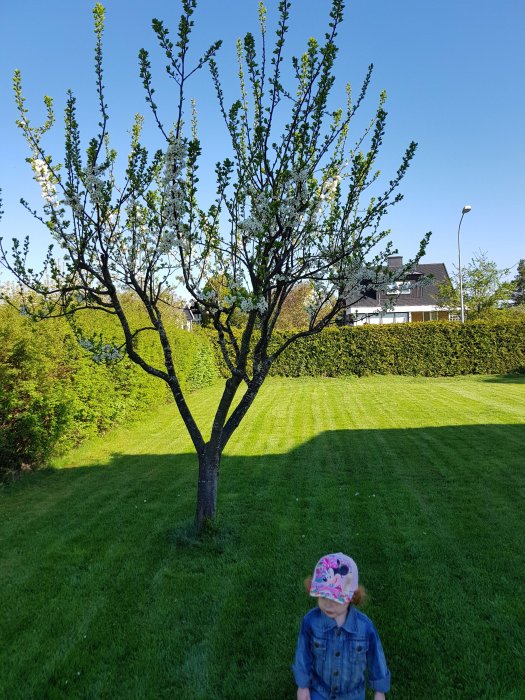 Blommande träd i en trädgård med barn i förgrunden som bär en färgglad keps.