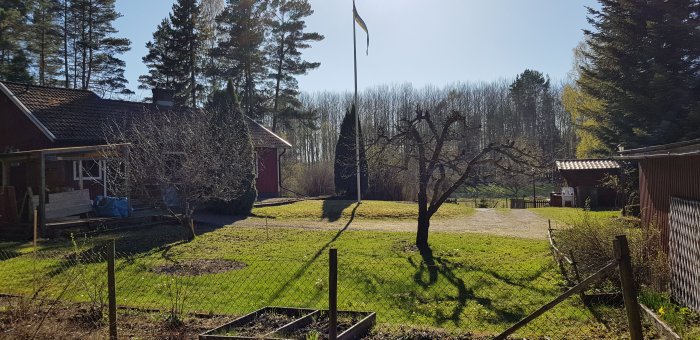 Solljus över en välskött trädgård vid en svensk villa, halvfärdigt riven uthusvägg till vänster, med svensk flagga.
