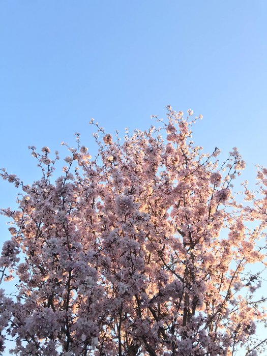 Blommande träd med rosa blommor mot en klarblå himmel.