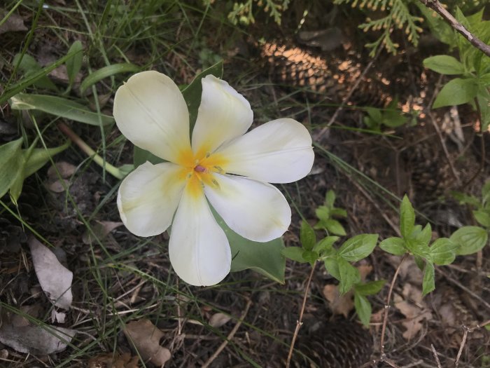 En gulvit blomma med fem kronblad på marken bland gröna blad och kottar.