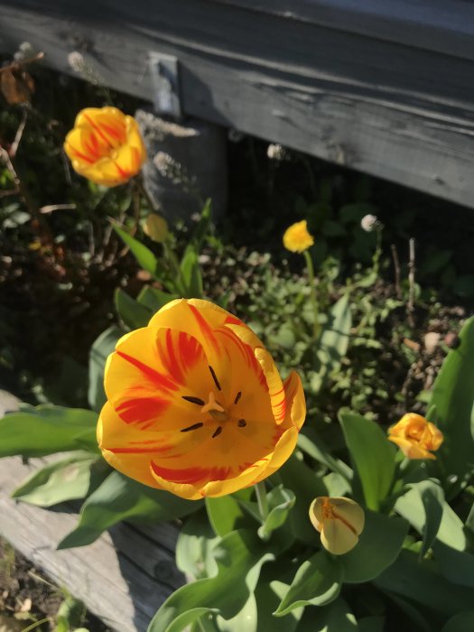 Gul och röd flammig tulpan i fokus med otydlig träbakgrund och andra blommor.