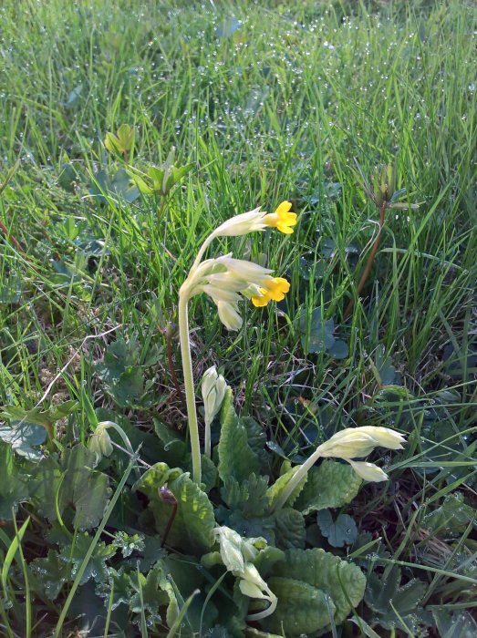 Gullvivor i grönt gräs täckt av morgondagg med några blommor i knoppform.